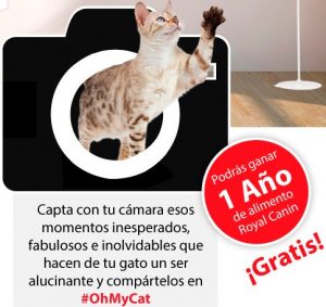 1 año de comida para gato gratis