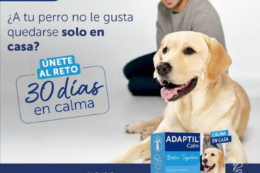 sorteo de Adaptil para ganar mantas y pelotas para perro